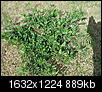 What kind of weeds are these...-weeds-feb-2012-004.jpg