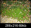 Weeds ID-dsc01423.jpg