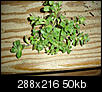Weeds ID-dsc01431.jpg