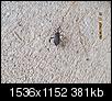 Can someone ID this beetle/bug?-img_0179.jpg