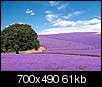 Most Beautiful State-lavender-fields-1.jpg
