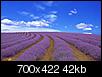 Most Beautiful State-lavender-fields-2.jpg