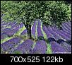 Most Beautiful State-lavender-fields-3.jpg