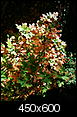 Pictures G'ville- Autumn-greenville-sc-3-.jpg