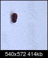 Red bugs in kitchen -PLEASE HELP-poka.png