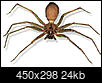 Has anyone ever encountered a brown recluse spider in Houston? (Warning - spider pic attached)-brown_recluse2.jpg