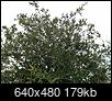 Oak tree - lots of acorns - is it normal??-img_0270.jpg