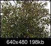 Oak tree - lots of acorns - is it normal??-img_3915.jpeg