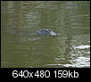 Alligators - fresh water - how far from Houston?-seabrook-gator-6-28-07-011.jpg