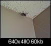 What kind of spider is this?-big-spider.jpg
