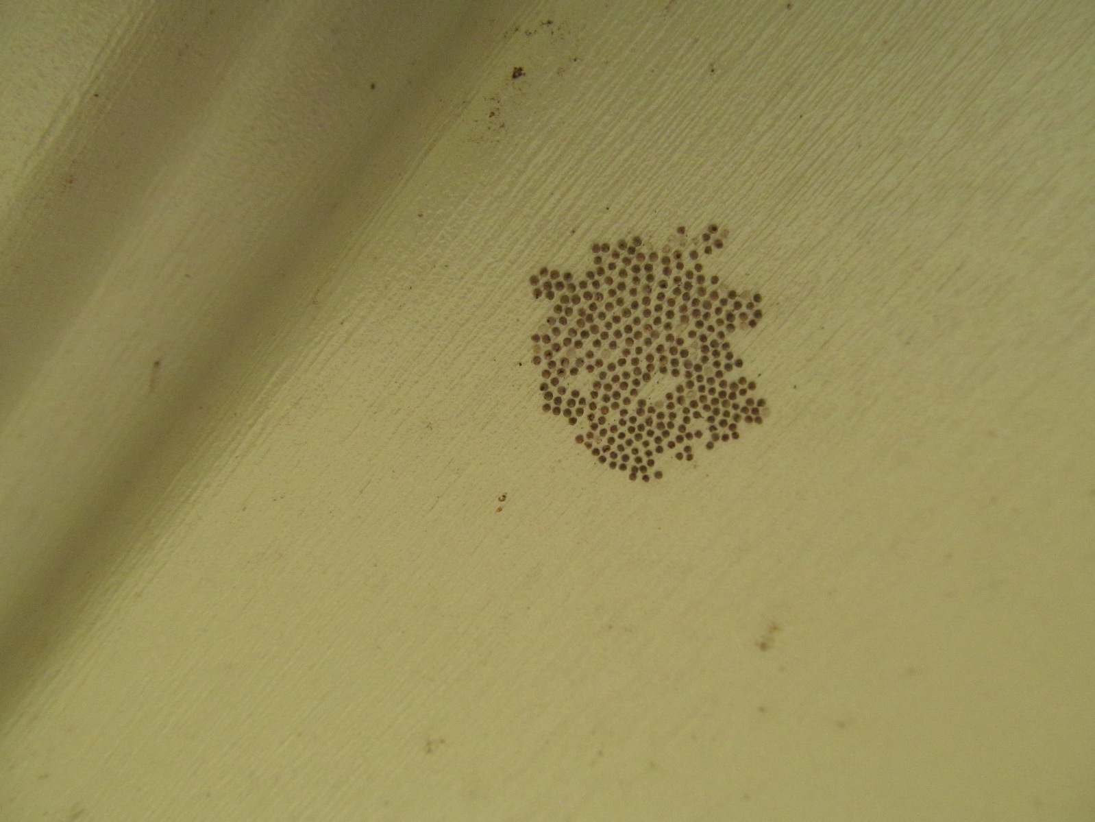 Is This Mold Mildew Spores Eggs Eat Vinyl Siding Spiders