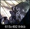 FOUND, Black Lesser Lab or Water Dog, NE Oak Park.-silky.4_6_11jpg.jpg