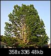 Neighbor Tree Law-tree-small.jpg