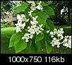 Just back from Knoxville trip, flowering tree questions-trompetboom__catalpa_bignonioides__southern_catalpaimg_5141bloem.jpg