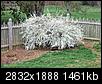 What are the white flowering treees-100_1116.jpg