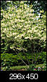 What are the white flowering treees-fringetree.jpg