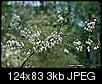 What are the white flowering treees-silverbell.jpg