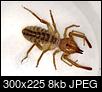 Scorpions in house :(-th.jpg