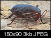 Bugs? Are there Palmetto Bugs aka Flying Roaches in Las Vegas-palmettobug.jpg