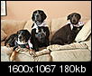 Rottweiler Puppy-img_0651.jpg