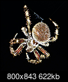 Report all your wildlife sightings here! :)-spider01cut_800.png
