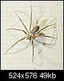 Spiders: How Many Are Too Many?-brownrecluse.jpg