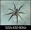 Spiders: How Many Are Too Many?-wolf-spider.jpg