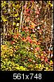 Foliage is about 100% gorgeous-1n017315sm.jpg
