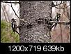 Photos of Maine-ewoodpeckers.jpg