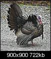 Photos of Maine-turkeysc.jpg