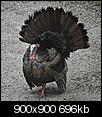 Photos of Maine-turkeysd.jpg