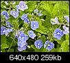 Photos of Maine-little-blue-flowers-1-640x480-.jpg