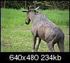 Photos of Maine-bull-moose-640x480-.jpg