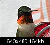 Photos of Maine-hummingbird-8-640x480-.jpg
