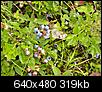 Photos of Maine-blueberries-1-640x480-.jpg