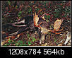 moving to maine/hunting-scan0007.jpg