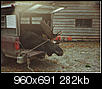 moving to maine/hunting-scan0008.jpg