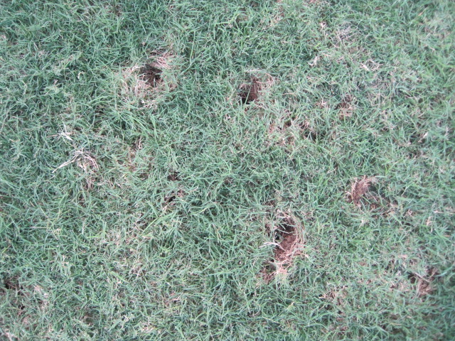 holes in my lawn