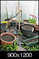 Let's visit on the Porch II-greenhouse.jpg