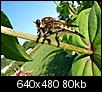 Nature photography-robber-fly.jpg
