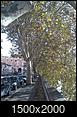 Can someone please help identify the name of these trees?-italia-067-2-.jpg