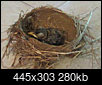 Can someone help me with this baby bird??-screen-shot-2018-07-16-10.39.06