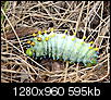 Picture Thread for NH-luna-caterpillar.jpg