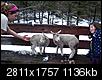 Small Family Farms in NH-lydias-lambs.jpg
