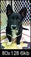 Corgi puppy lost in Sea Bright, NJ-please help-REWARD-oliver.jpg.jpeg