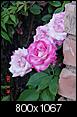 Pictures of your yards-roses-late-july.jpg