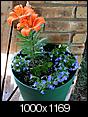 Pictures of your yards-flowers-002.jpg