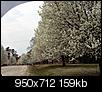 Tree's W/White Blossoms?-spring-blooms-005.jpg