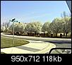 Tree's W/White Blossoms?-spring-blooms-007.jpg