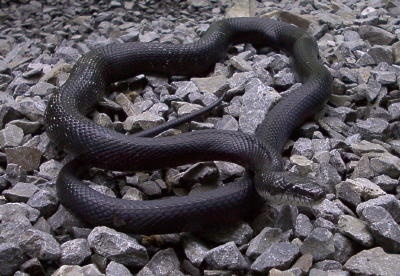 Snakes in North Carolina? (King: move, eat, farm) - Pag